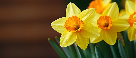 Poster - Closeup of lush blooming daffodils with vibrant yellow petals and orange centers in a serene spring floral field  Beautiful delicate nature scene with soft natural lighting and peaceful atmosphere