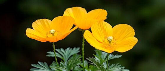Aufkleber - Closeup of delicate poppy flowers with their vibrant red petals basking in the soft warm glow of the morning sunlight  A serene and captivating natural scene