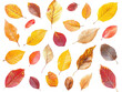 © Sawitree - Colorful autumn leaves on a white isolated background.