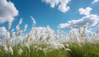 Serene grassland, fluffy white clouds, vibrant blue sky,