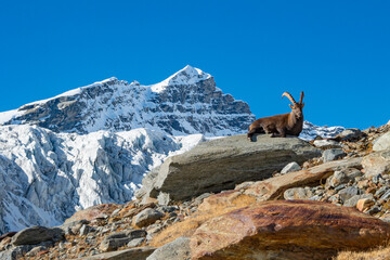 Ibex alpine wild goat with big horns sitting on a rock with snow covered mountain tops in the background