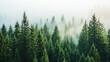 © sobartea - A misty forest with tall evergreen trees reaching towards the sky.