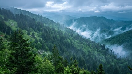 Aufkleber - Dense forest on mountain slopes under a cloudy sky