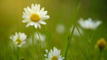 Poster - Fresh chamomile flower blooming in a meadow