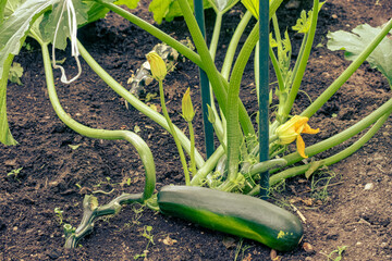 zucchini in the garden. Zucchini grow in the garden