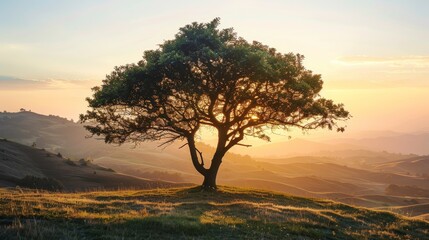 Poster - Isolated tree on hilltop during golden hour with soft light and spacious background