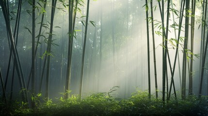 Poster - Morning mist in Japanese bamboo forest with soft light