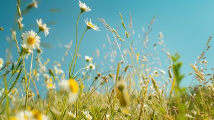 Poster - Picturesque spring meadow with tall grasses swaying in the breeze, interspersed with delicate wildflowers and a clear blue sky stretching overhead.
