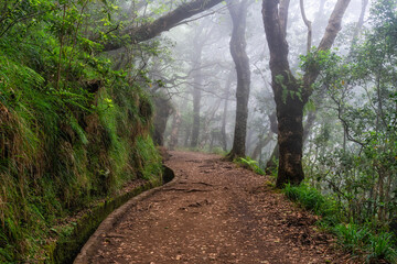 The beautiful trail PR11 Levada dos Balcoes in Madeira, with a foggy and dreamy weather. Portugal.