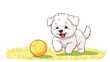 © Tark - Illustration of a cute Maltipoo dog enthusiastically playing with a yellow ball, showcasing its playful nature. Generative AI