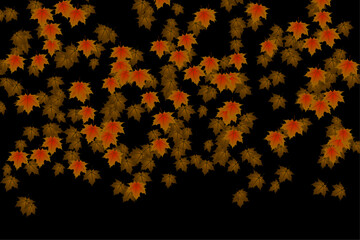 Wall Mural - Riot of autumn colors in the illustration of falling leaves. Autumn leaves of different colors and sizes. Isolated colorful leaves on a transparent background. Vector illustration
