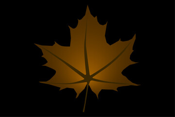 Wall Mural - leaf for background and creating different bright autumn backgrounds. One autumn leaf on a transparent background. Use transparency mode