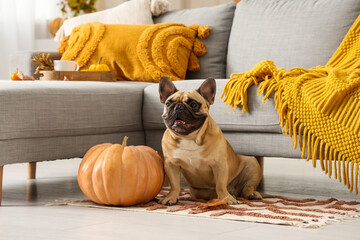 Wall Mural - Cute French bulldog with fresh pumpkin in living room. Thanksgiving Day celebration