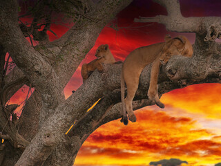 Wall Mural - Lioness sleeping on tree branch with cub awake