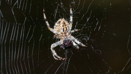 spider on the web