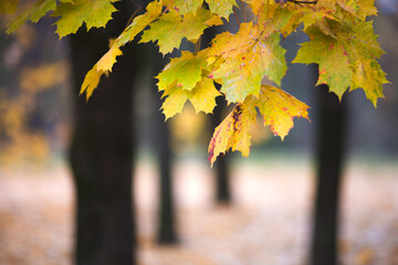 Aufkleber - A autumn leafy tree branch with a few leaves on it. The leaves are yellow and have a wet look to them