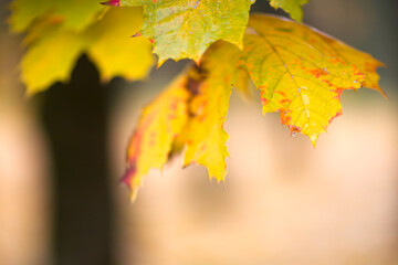 Aufkleber - A autumn leafy tree branch with a few leaves on it. The leaves are yellow and have a wet look to them