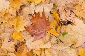 Aufkleber - A autumn leaf is on top of a pile of yellow leaves. The leaf is brown and has a pointy tip. The pile of leaves is scattered and has a messy appearance