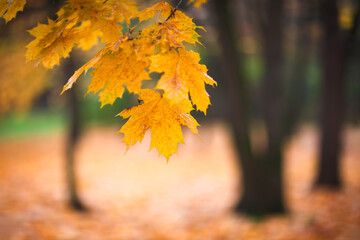 Aufkleber - A autumn leafy tree branch with a few leaves on it. The leaves are yellow and have a wet look to them