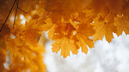 Aufkleber - A close up of autumn three yellow leaves on a tree branch. leaves are in various stages of falling, with some still attached to the branch and others already detached