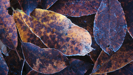 Poster - A autumn close up of brown leaves with some spots on them. The leaves are all different sizes and shapes