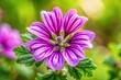© Chanchai - Macro shot of a Malva sylvestris purple flower, a medicinal plant, with leading lines