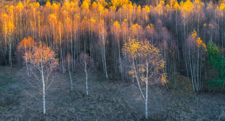 Aufkleber - A autumn forest with many trees that are brown and yellow. The trees are in a forest with no other trees visible view from above