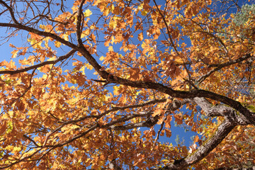 Aufkleber - A autumn tree with many leaves is in the foreground and the sky is blue. The leaves are yellow and the tree is bare