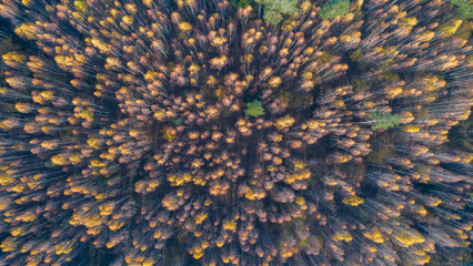 Aufkleber - Aerial autumn forest with many trees and leaves on the ground. The leaves are yellow and brown. The trees are tall and spreading. Autumn forest background view from above, drone photo