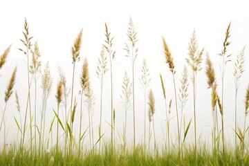 Naklejka na meble Meadow grass row prairie cutout on white background reflected