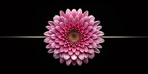 Wall Mural - Minimalistic botanical art piece of a symmetrical pink flower on a black background