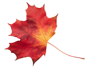 Aufkleber - A leaf of a maple tree is shown in full color. The leaf is red and yellow, and it is the color of autumn. The leaf is on a white background, which makes it stand out