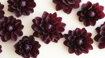 Poster - A collection of dark red flowers with lush, layered petals is artistically arranged on a light background. The flowers exhibit deep hues and intricate textures, creating a striking visual display.