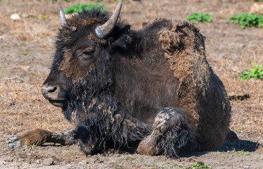 American Bison Shedding its Fur in Springtime