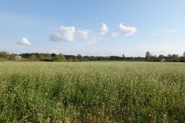 green wheat field