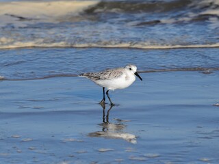 Wall Mural - Sanderling walking on Boca Chica Beach, Texas