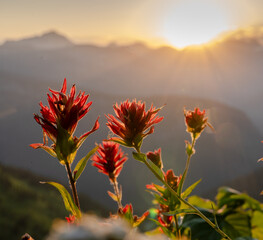 Wall Mural - Paintbrush Blooms High In The Mountains Of Glacier