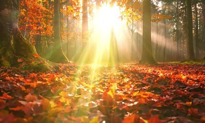 Canvas Print - Sunlight Filtering Through Autumn Forest Trees with Vibrant Red and Orange Leaves on the Ground