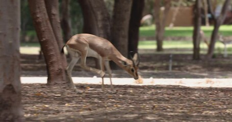 Wall Mural - Sand Gazelle calf in wildlife conservation park, Abu Dhabi, United Arab Emirates
