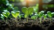 © Ruliyah - Green seedlings growing in soil, symbolizing new life and growth.