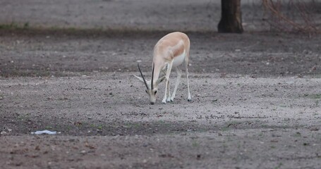 Wall Mural - Sand Gazelle calf in wildlife conservation park, Abu Dhabi, United Arab Emirates
