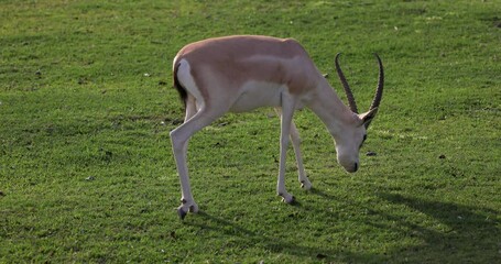Wall Mural - Sand Gazelle calf in wildlife conservation park, Abu Dhabi, United Arab Emirates