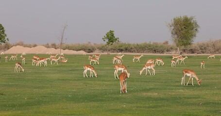 Wall Mural - Sand Gazelle calf in wildlife conservation park, Abu Dhabi, United Arab Emirates