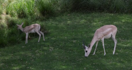 Wall Mural - Sand Gazelle calf in wildlife conservation park, Abu Dhabi, United Arab Emirates