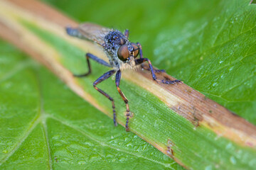 Wall Mural - macro photo of robber fly. assassin flies. asilidae. the asilidae are the robber fly family, also ca