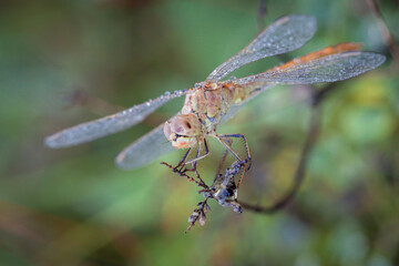 Wall Mural - a macro shot capturing a the scarlet dragonfly (crocothemis erythraea) adorned with morning dew drop