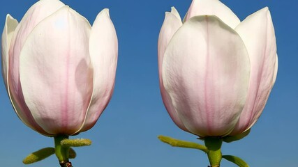Wall Mural - Two pink magnolia blossoms are in full bloom against a blue sky