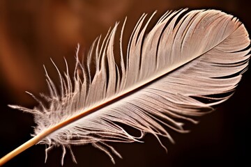 detail of a feather a close up of a feather showcasing its delic