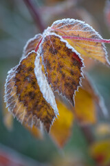 Wall Mural - Autumn bright leaves of blackberries in frost