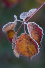 Wall Mural - Autumn bright leaves of blackberries in frost